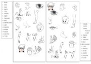 English Worksheet: body bits