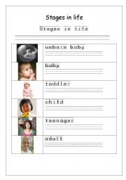 English worksheet: Stages in life