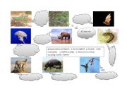 English worksheet: Animals (part 4)