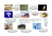 English Worksheet: Animals (part 4)