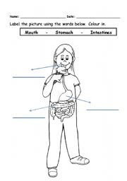 English Worksheet: The digestive system