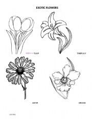 English Worksheet: Flowers