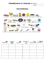 English Worksheet: classification of animals 2.