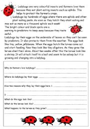 English Worksheet: Ladybugs/ladybirds