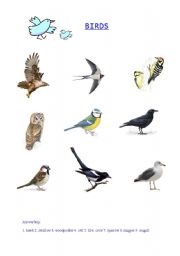 English worksheet: Birds - picture vocabulary