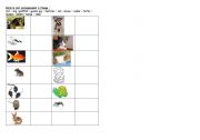 English worksheet: animals