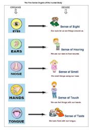 English Worksheet: The Five Sense Organs of the Human Body