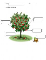 English Worksheet: Label the Tree