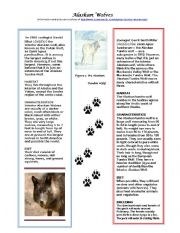 English Worksheet: Alaskan Wolves