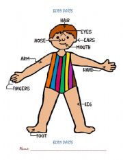 English Worksheet: Body parts