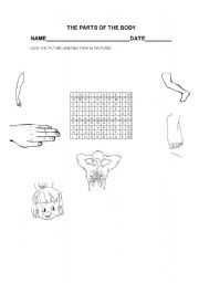 English Worksheet: THE PARTS OF THE BODY