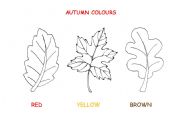 English Worksheet: Autumn leaves