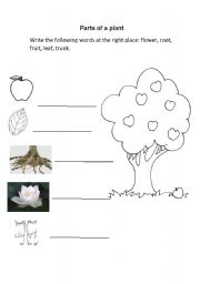 English Worksheet: plant parts