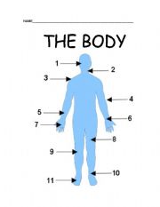 English Worksheet: Body 