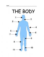 English worksheet: Body 