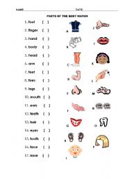 English Worksheet: Parts of the body