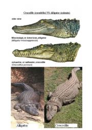 English worksheet: Alligator VS Crocodile