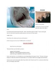 English Worksheet: Bears