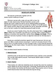 English Worksheet: Muscular system