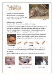 English Worksheet: Echidnas (Australian anteaters)