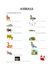 English worksheet: Animals