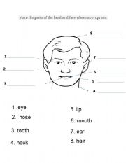 English Worksheet: the parts of head and face
