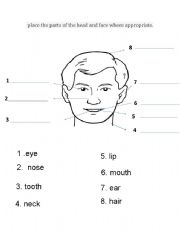 the parts of head and face