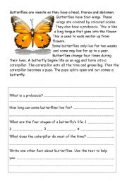 English Worksheet: Butterflies