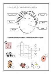 English Worksheet: MY FACE 2ND PART