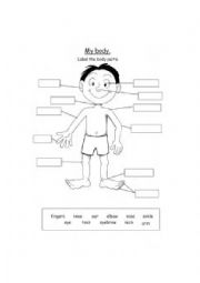 English Worksheet: Parts of the body