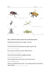 English Worksheet: Insects for children and teens