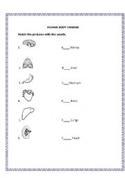 English Worksheet: Human Body Organs