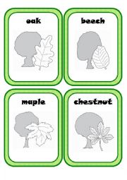 English Worksheet: Forest Plants Part 1(3)