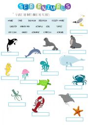 English Worksheet: Sea Animals