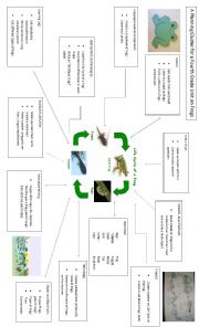 English Worksheet: Intergrated Unit on Frogs