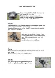 English Worksheet: The Australian Emu