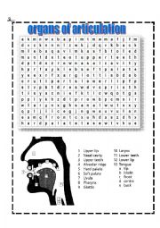 English Worksheet: organs of articulation