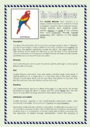 English Worksheet: READING: THE SCARLET MACAW