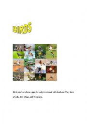 English Worksheet: BIRDS