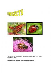 INSECTS