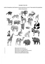 Animals in our life