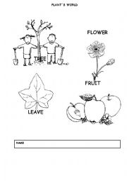 English Worksheet: PLANTS WORLD