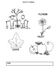 English worksheet: PLANTS WORLD