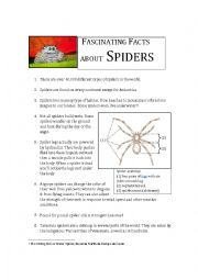 Fascinating Facts About Spiders