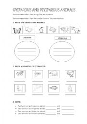 English Worksheet: Oviparous or viviparous