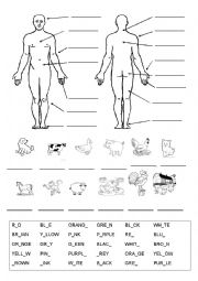 English Worksheet: Parts of the body, animals and colours