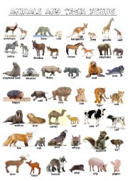 English Exercises: young animals English Exercises: young animals