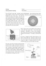 English Worksheet: Photosynthesis Reading Comprehension