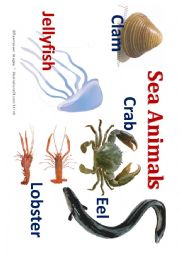 English Worksheet: Sea animal