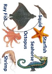 English Worksheet: Sea animal 2